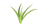 Grass Icon